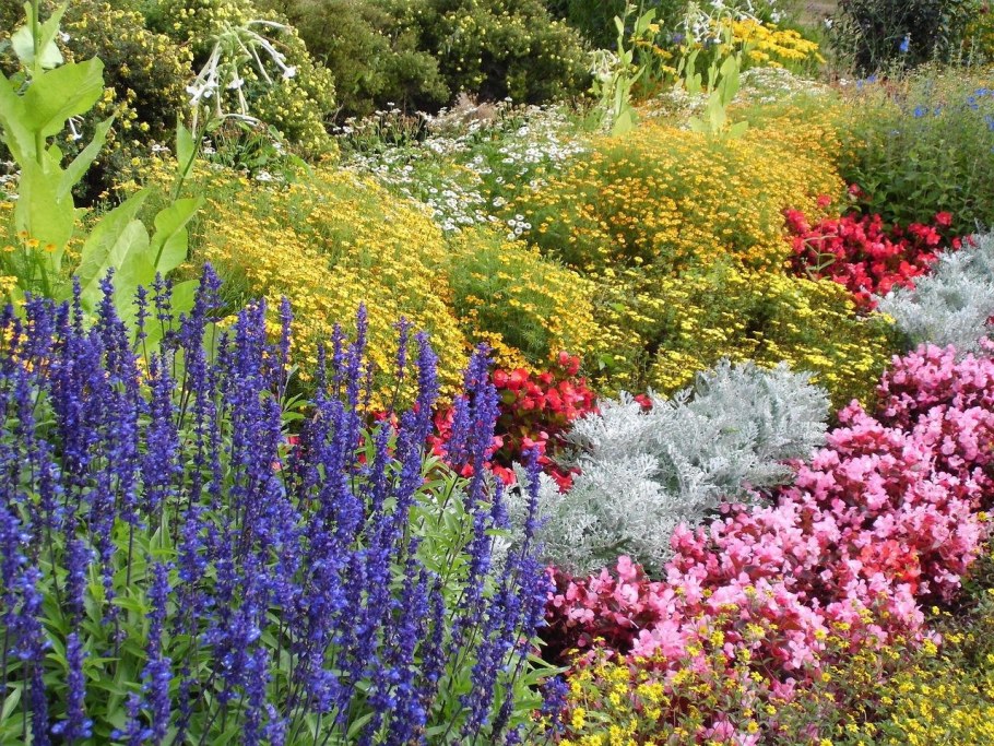 Луговой цветник миксбордеры