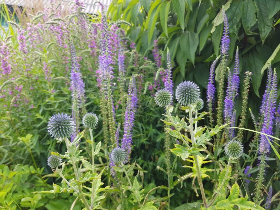 Дербенник и Вероникаструм