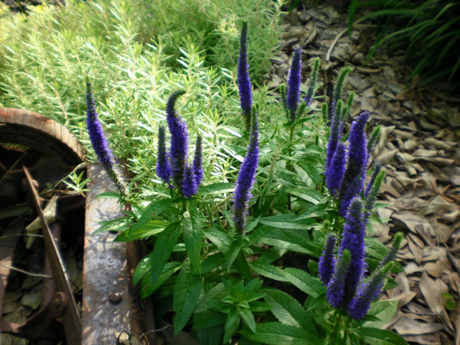 Вероника длиннолистная Роял