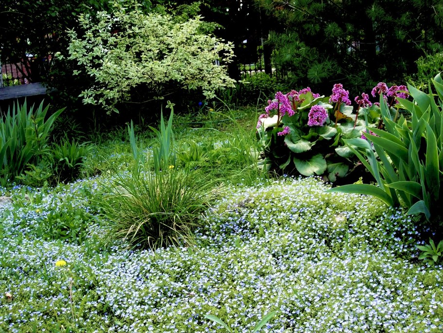 Почвопокровные Вероника нитевидная