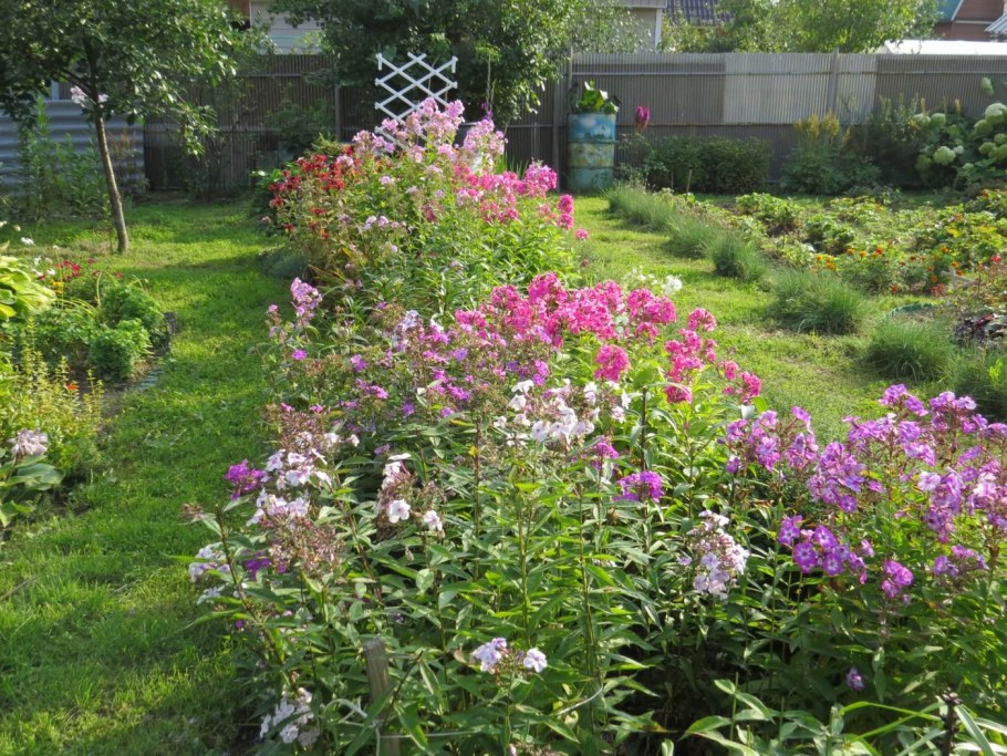 Клумба с флоксами