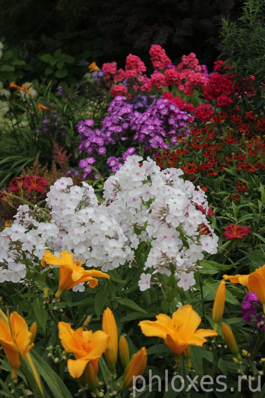 Клумба лилейники, Флоксы, ирисы, пионы, лилии