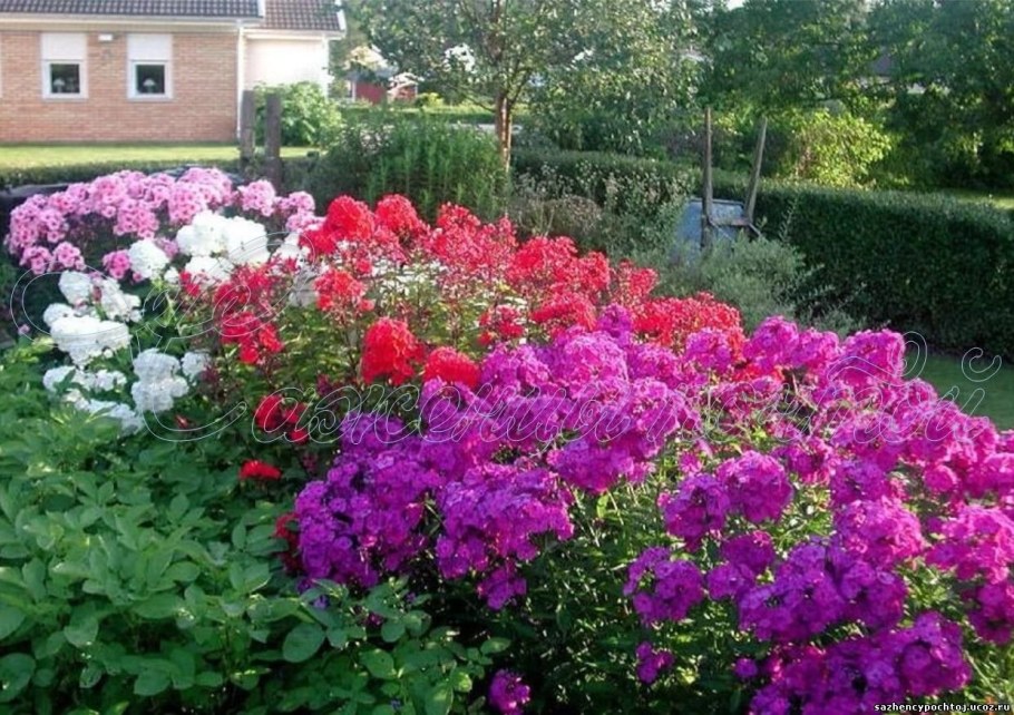 Рабатка с флоксами