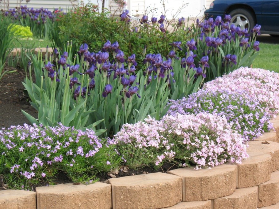 Клумба с флоксами и ирисами