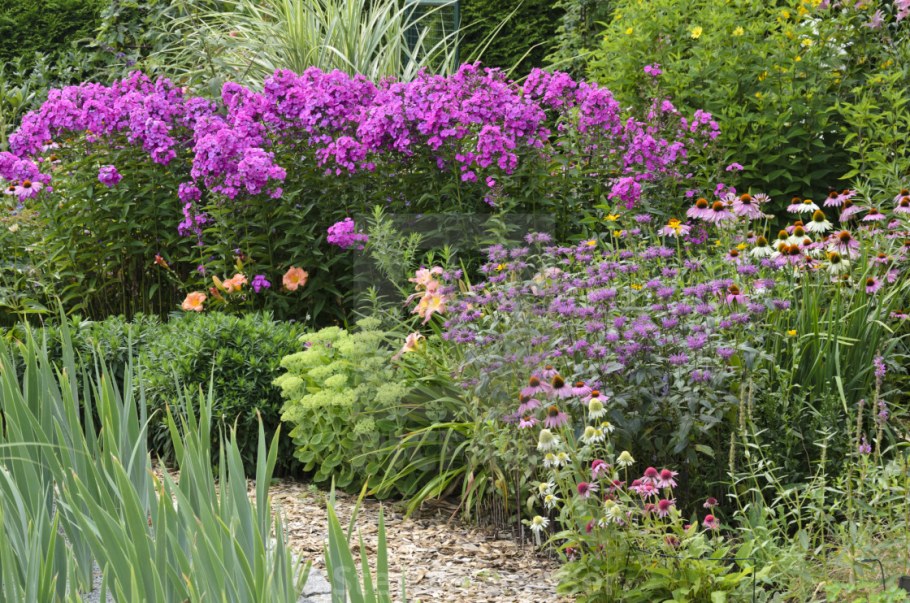 Клумбы Флоксы пиона лилейники