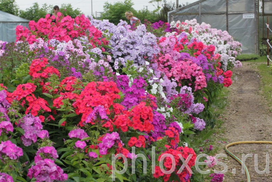 Флокс метельчатый 'Флоксана'