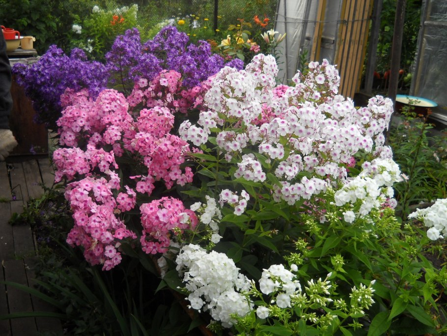 Флокс метельчатый микс