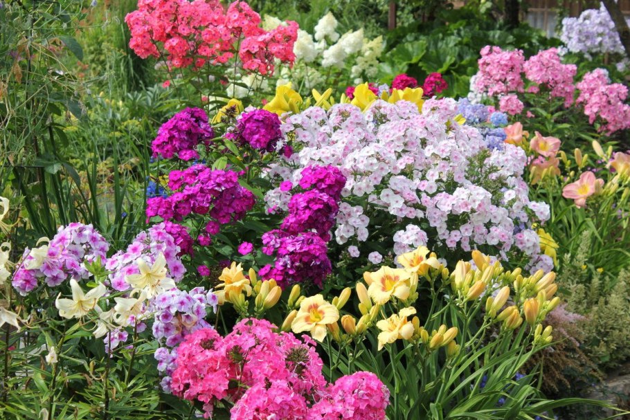 Флоксы цветы