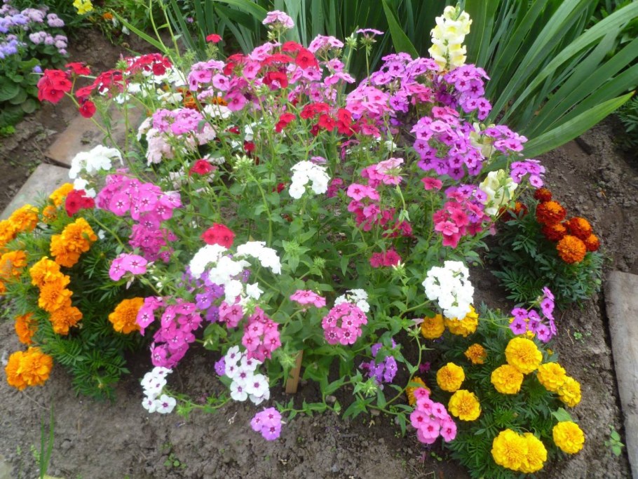 Клумба циния бархатцы Флокс
