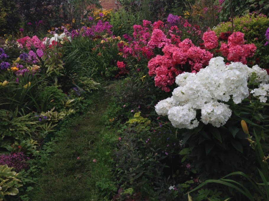 Флоксы и пионы