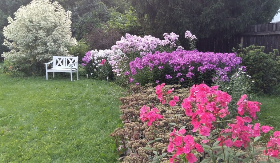 Флоксы с астильбами