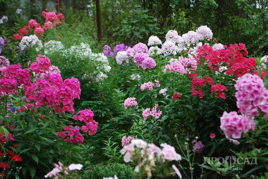 Лилии Флоксы пионы