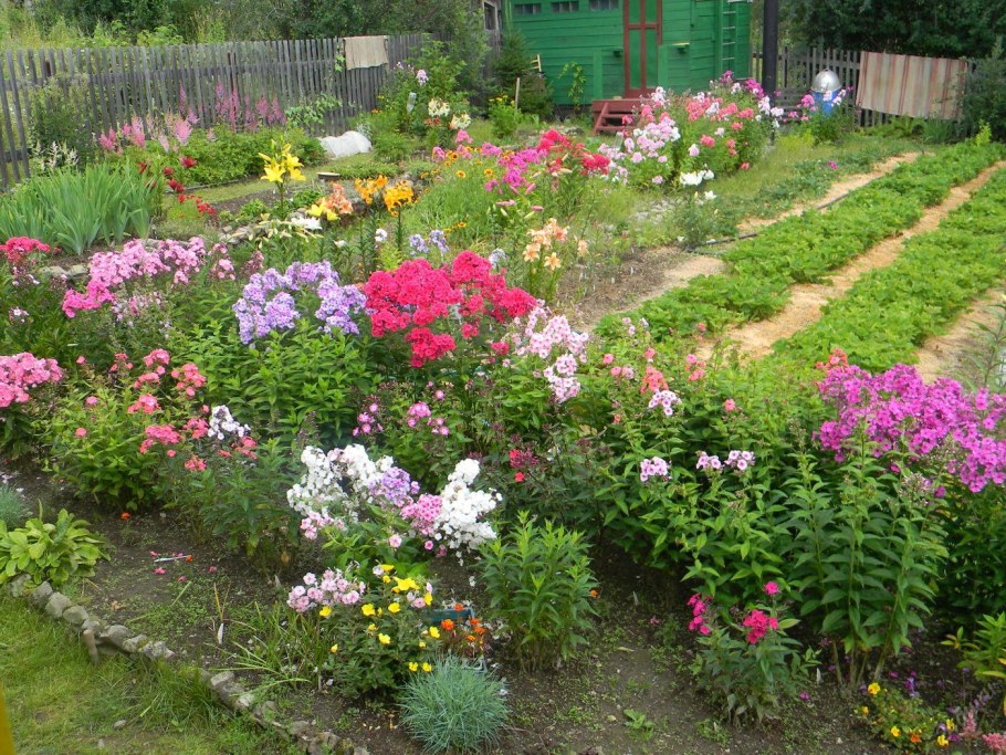 Рабатка Флоксы лилии