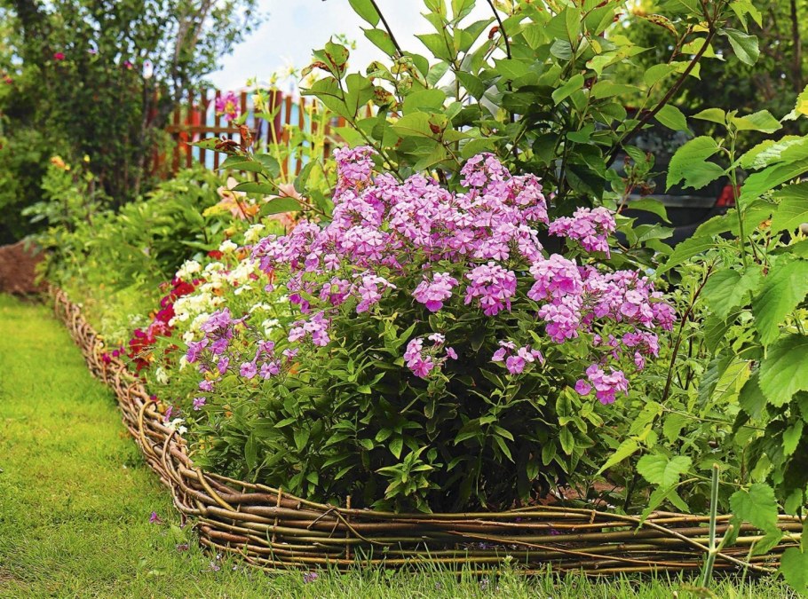 Флокс метельчатый на клумбе