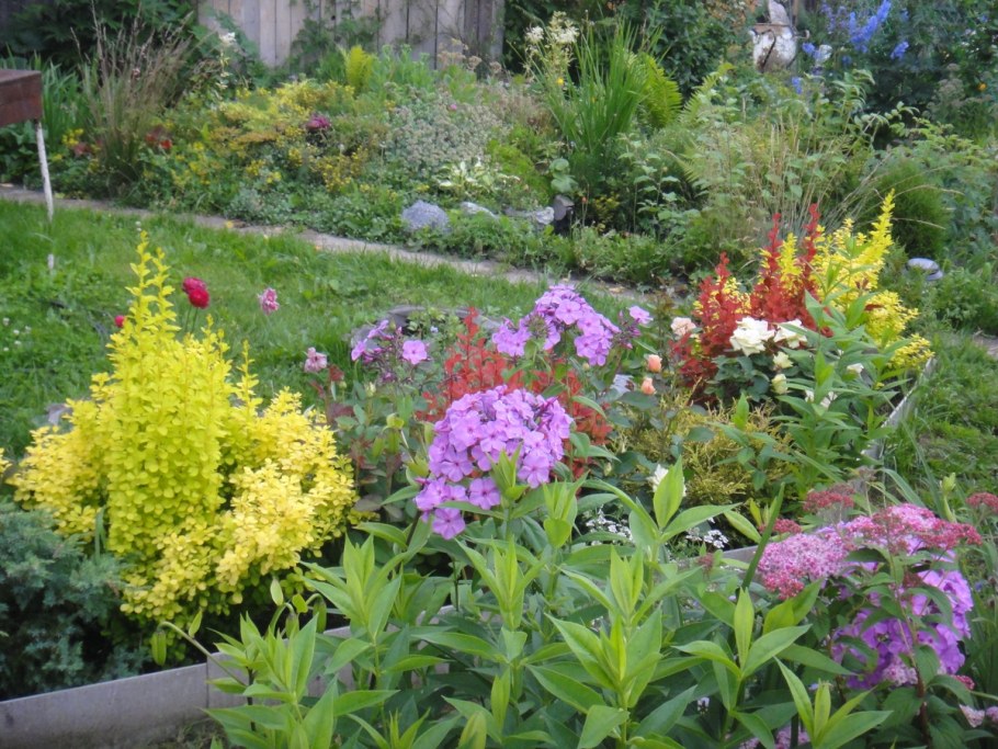 Клумба с флоксами, пионом и хостой