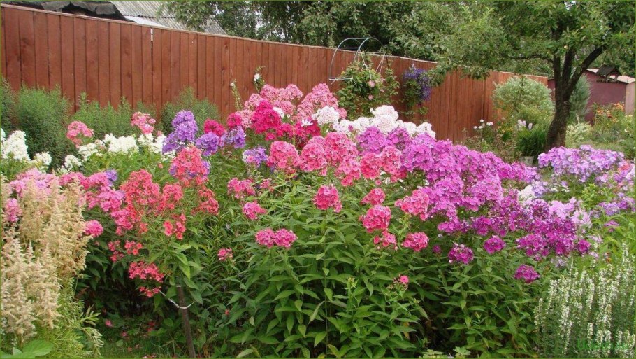 Флокс метельчатый в миксбордере