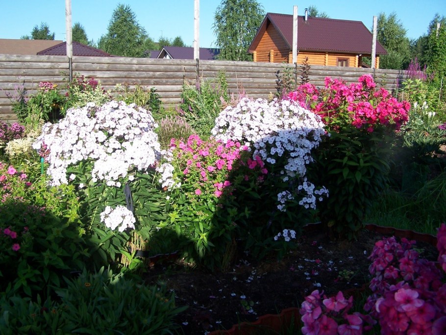 Георгины и Флоксы на клумбе