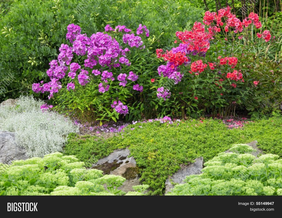 Флокс ползучий