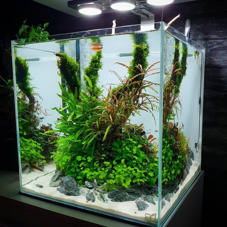 Акваскейп креветочник