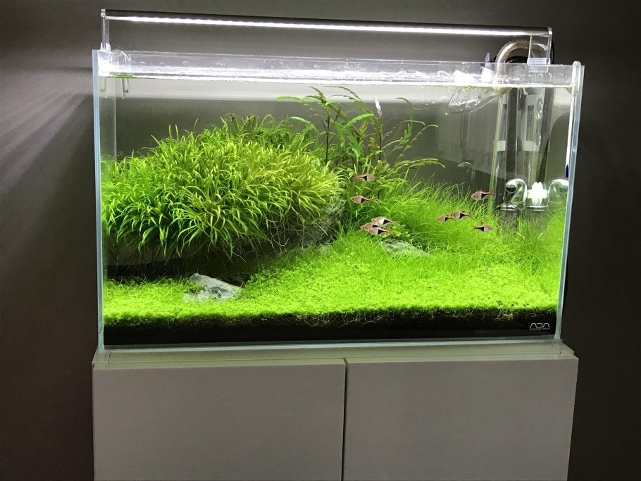 Акваскейп Ивагуми