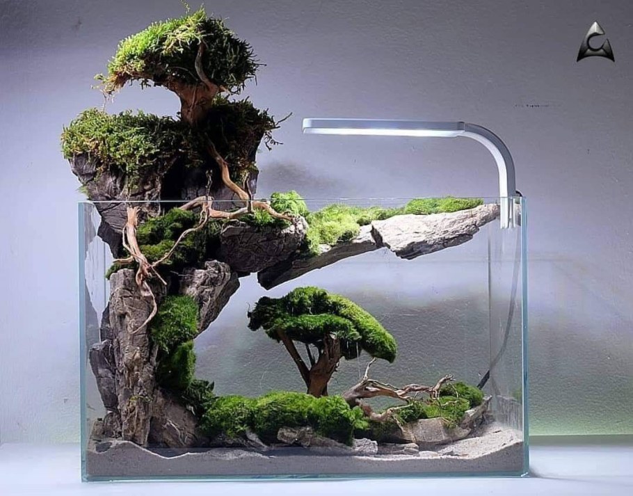 Флорариум мох бонсай