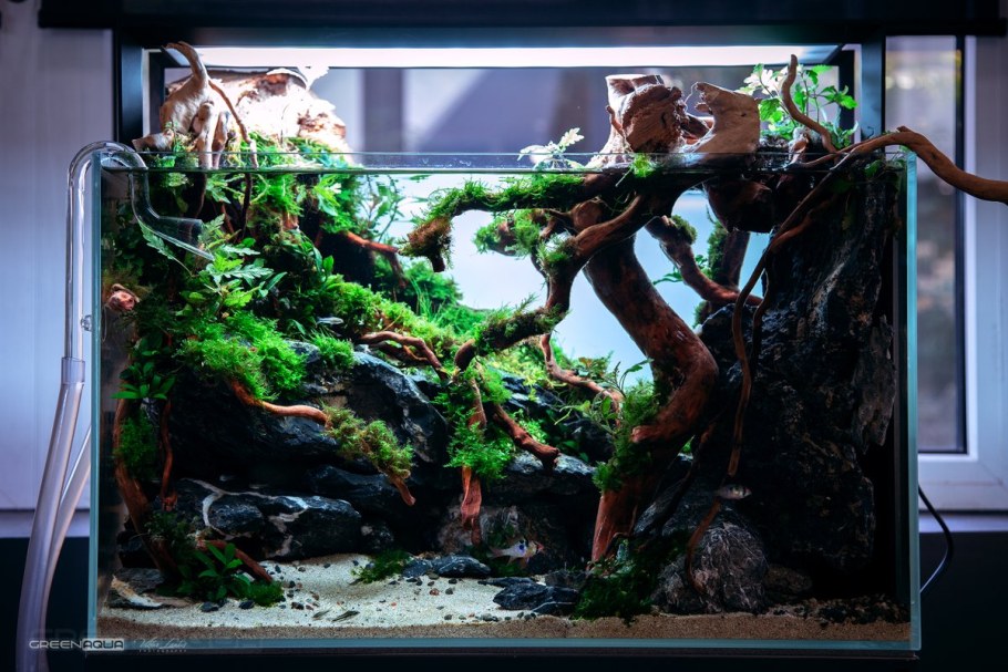 Акваскейп в аквариуме 30 литров