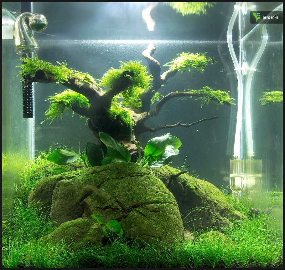 Акваскейп креветочник