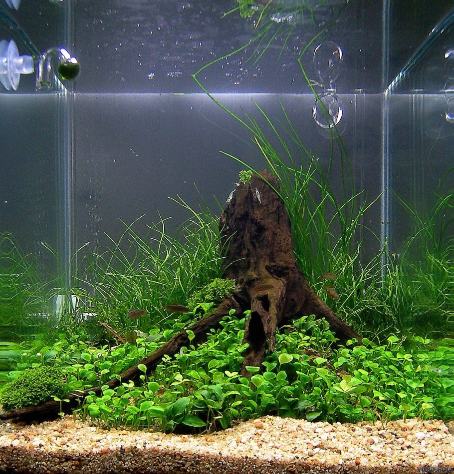 Акваскейп Амазония