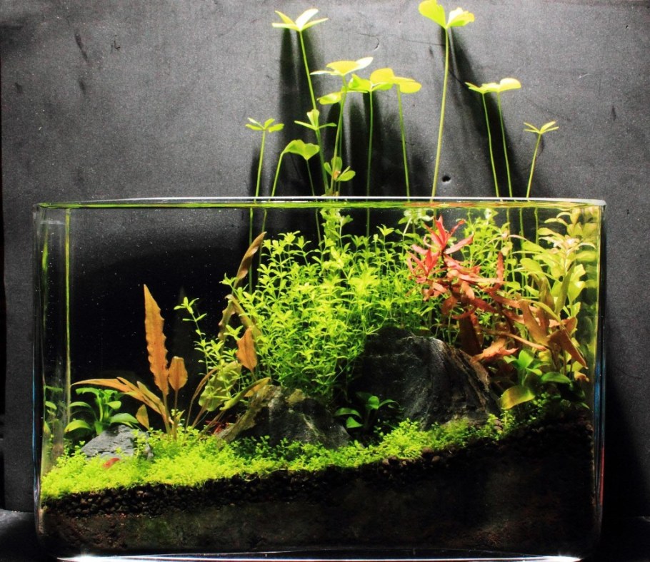 Голландский акваскейп