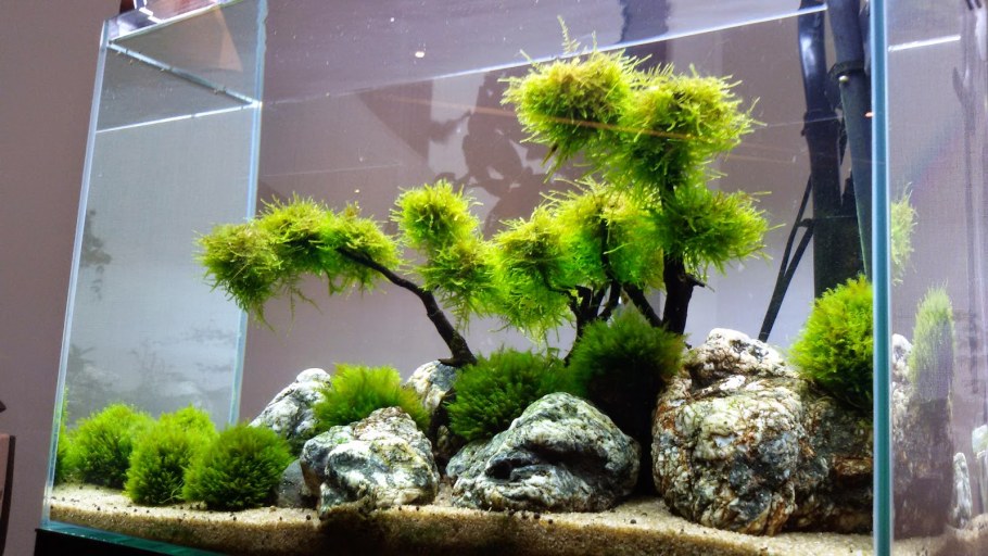 Аквариум куб акваскейп