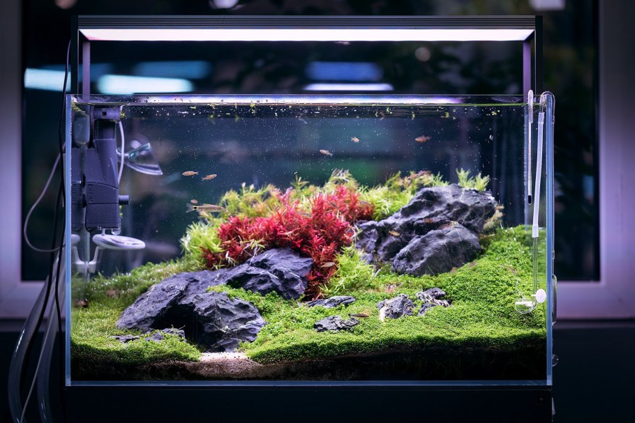 Акваскейп в аквариуме 30 литров