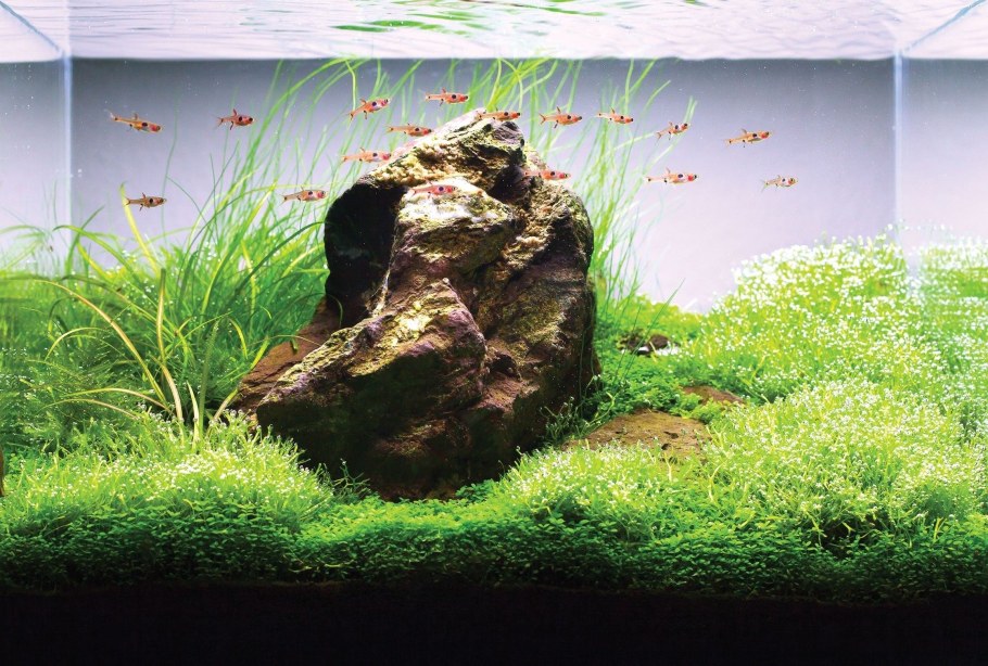 Ивагуми в аквариуме