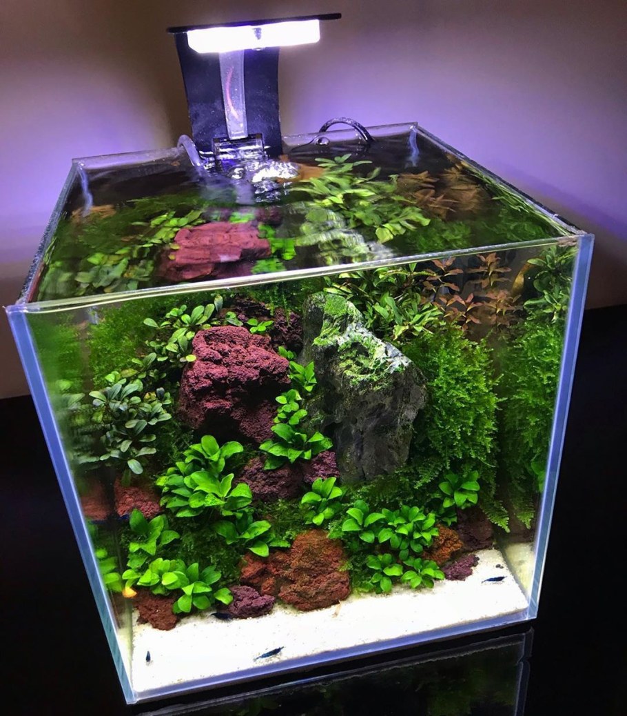 Хемиантус Куба акваскейп