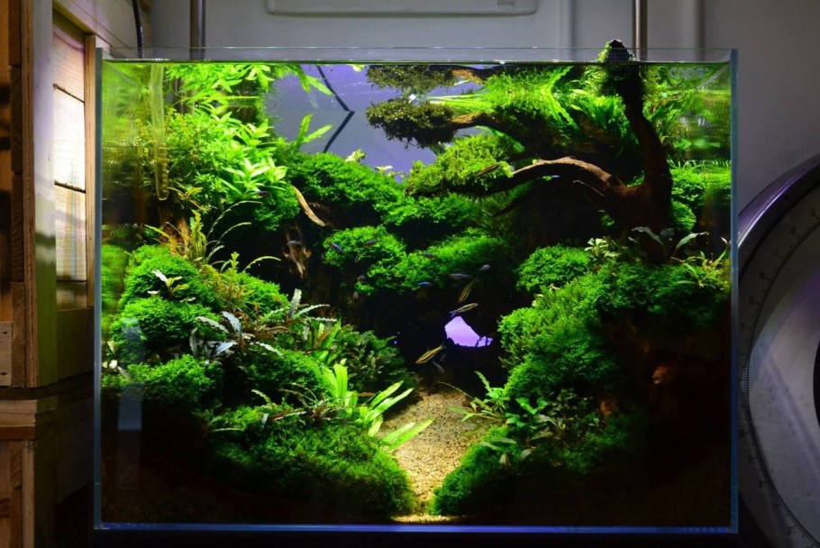 Аквадизайн Амано