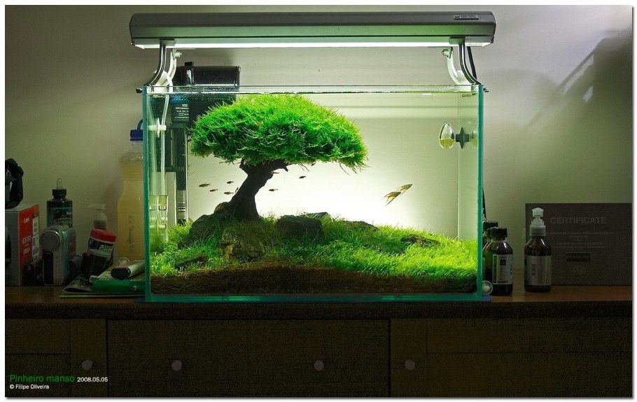 Яванский мох акваскейп