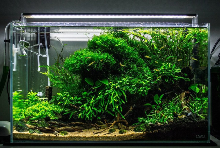 Травник креветочник