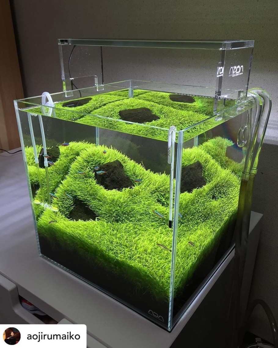 Утрикулярия аквариумное