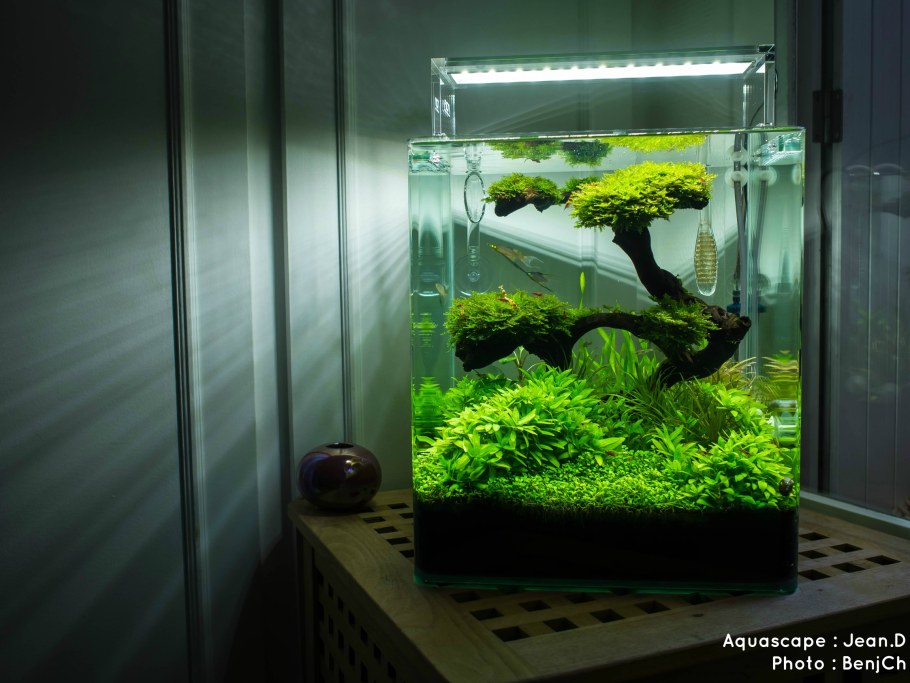 Акваскейпинг 20 л