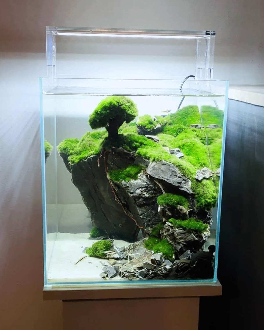 Акваскейп в аквариуме 100 литров