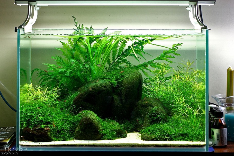 Акваскейп травник