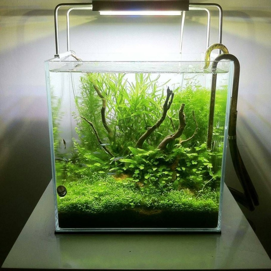 Акваскейп креветочник