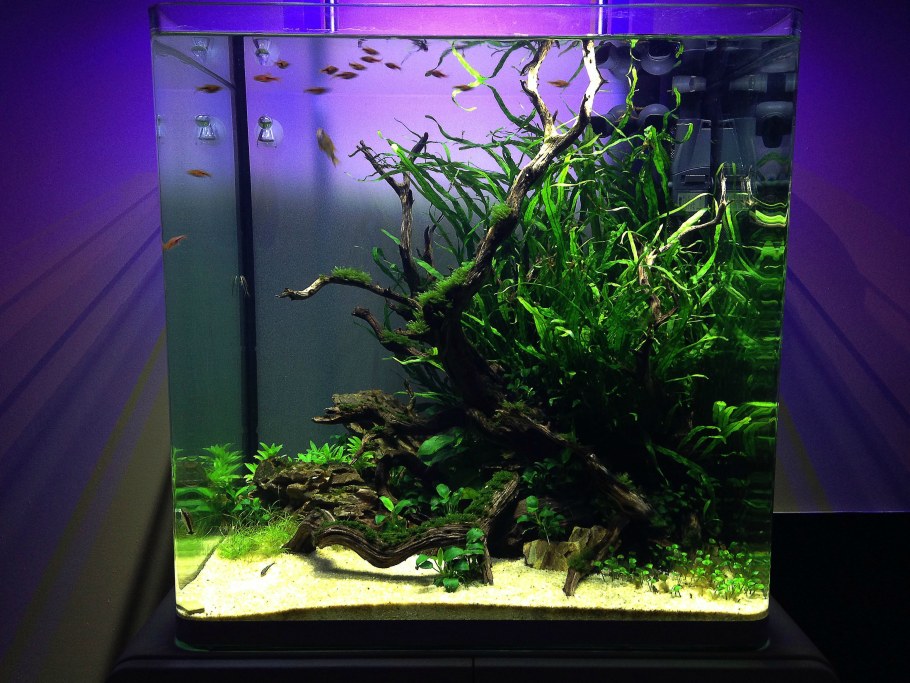 Акваскейп с неонами