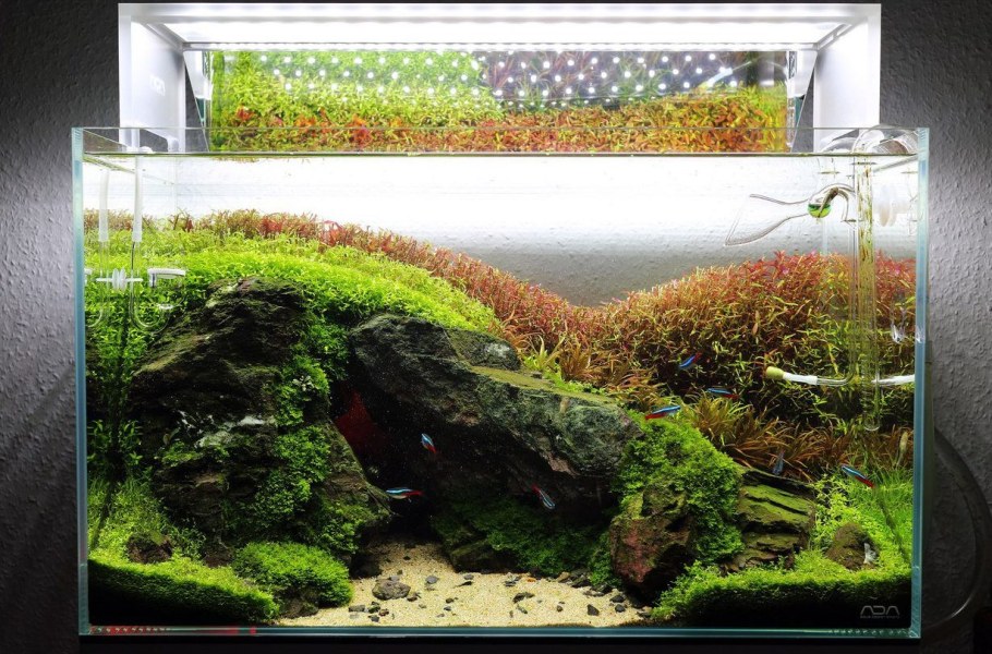 Нано аквариум оформление