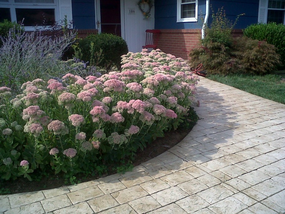 Очиток Видный 'Brilliant'