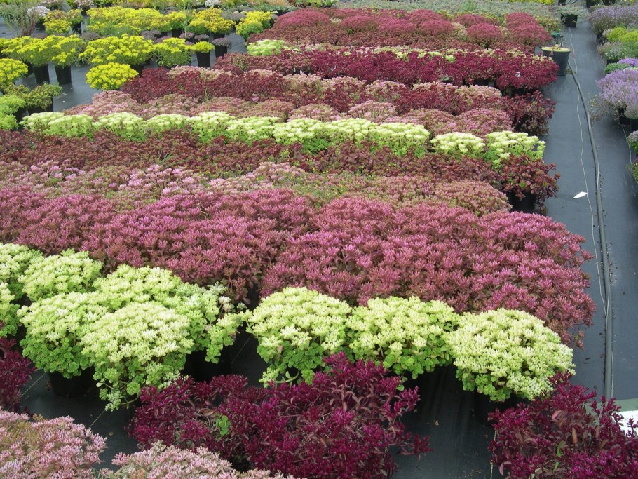 Очиток Видный 'Black Beauty'