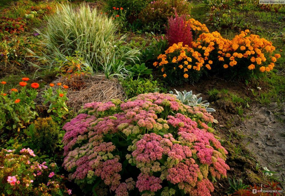 Седум (Очиток Видный) 'Карл'