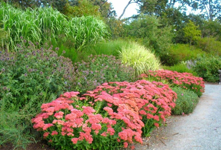 Очиток Видный autumn Joy