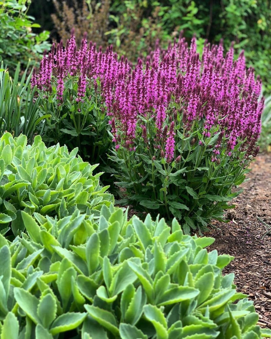 Шалфей и Очиток Видный