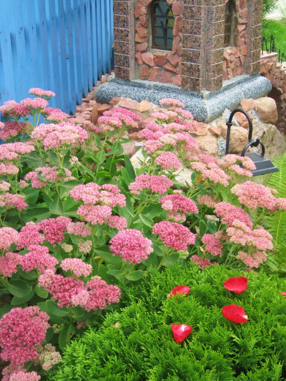 Очиток / седум Видный неон