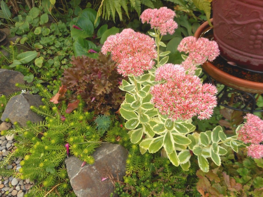 Очиток айс Раффлз